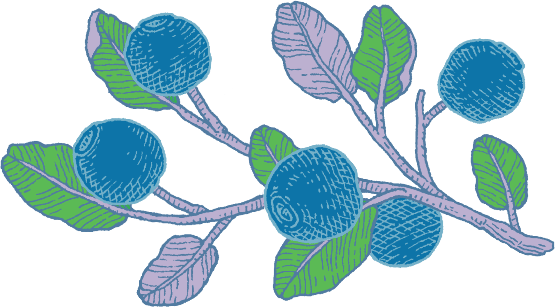 Blueberries