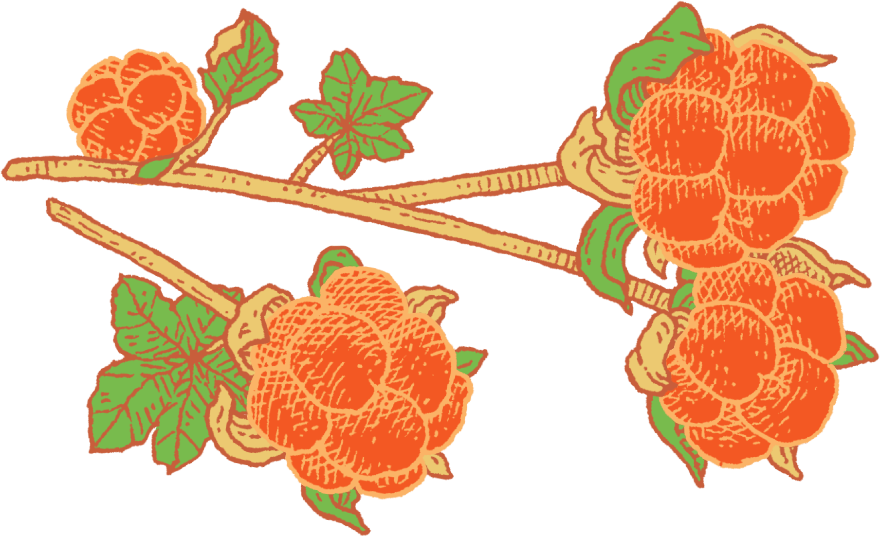 Cloudberries