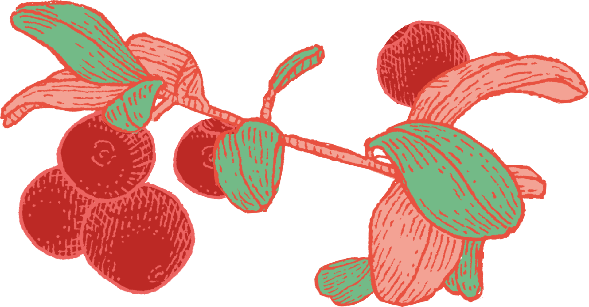 Lingonberries